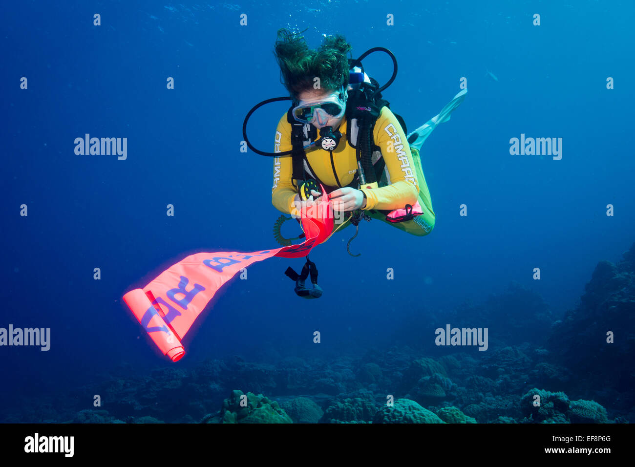 Diver going up, with a safety buoy, Indian Ocean Stock Photo