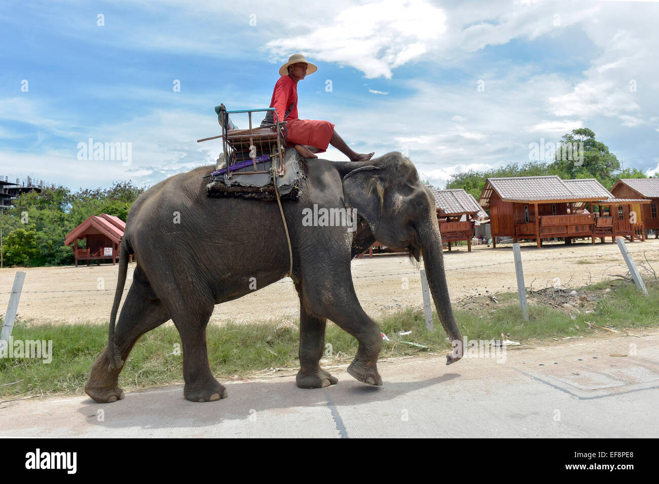 Man riding an elephant, Pattaya, Thailand Stock Photo