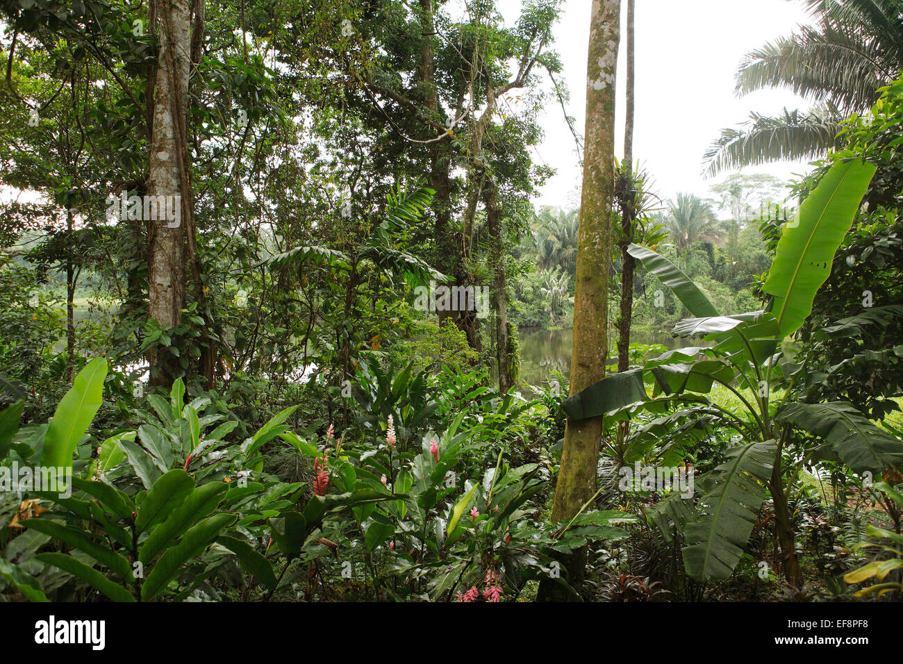 Jungle on the Rio Indio, San Juan de Nicaragua or San Juan del Norte or Greytown, Rio San Juan, Nicaragua Stock Photo