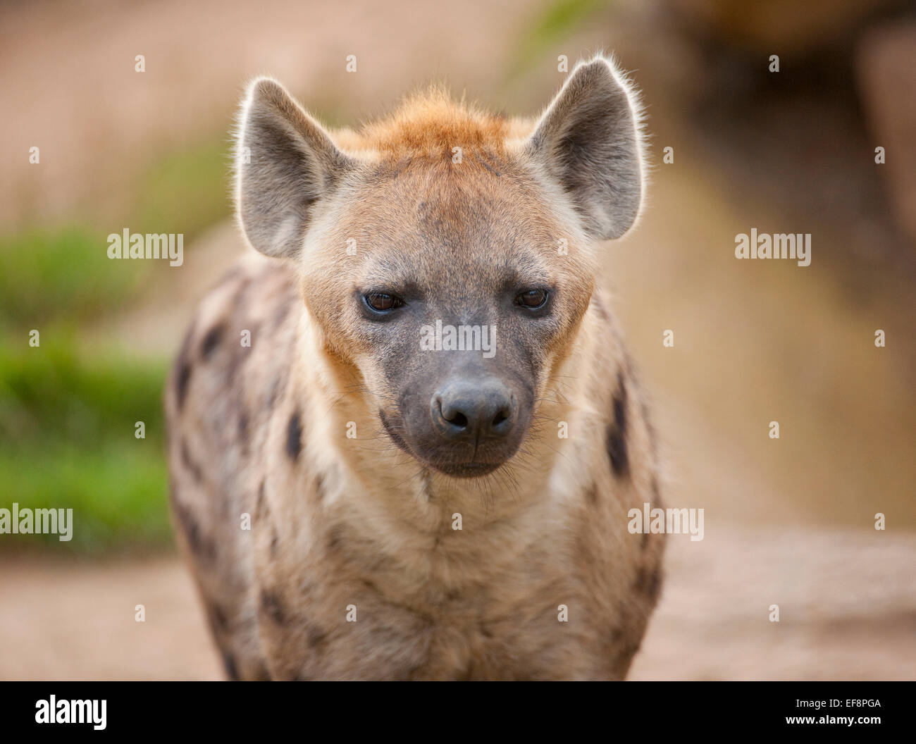 Hyena hi-res stock photography and images - Alamy