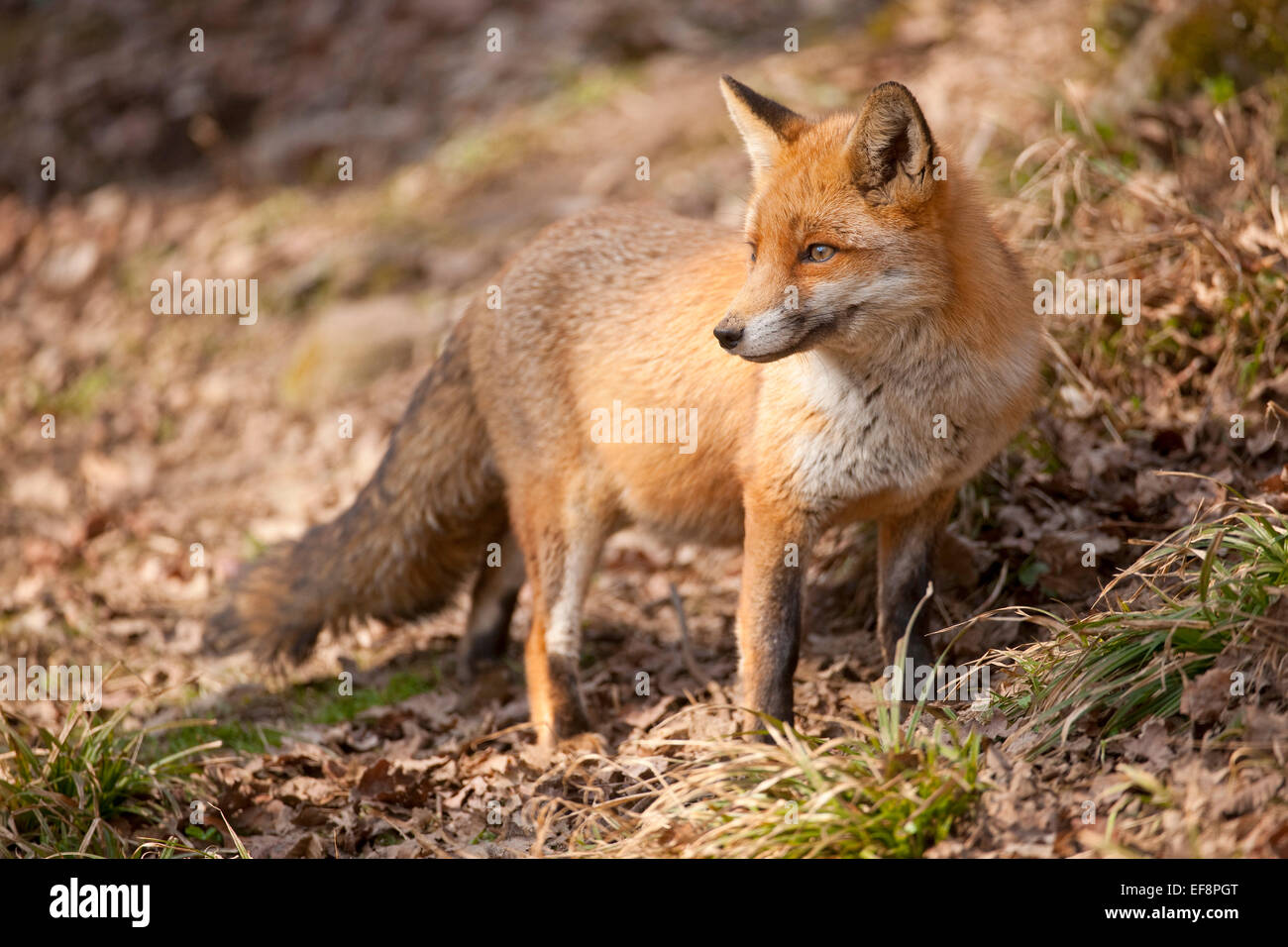 Red Fox (Vulpes vulpes), captive, North Rhine-Westphalia, Germany Stock Photo - Alamy