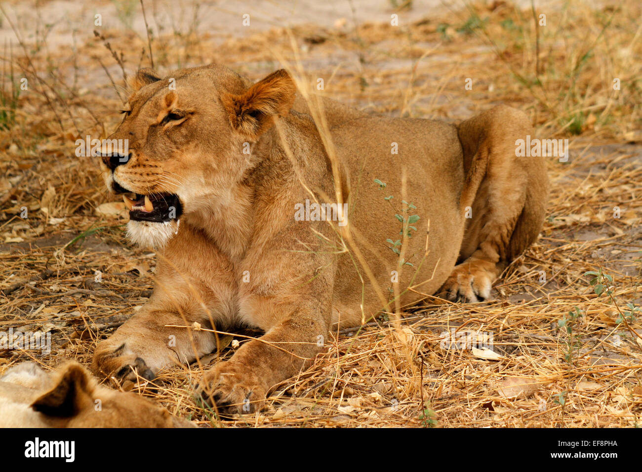 African Lion resting on the open plains big powerful cats Africa's top keystone predator Stock Photo