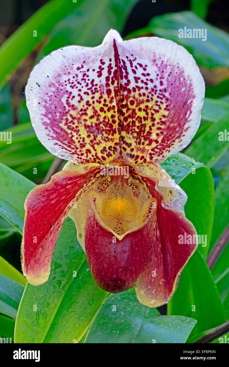 Orchid (Paphiopedilum spp.) Stock Photo