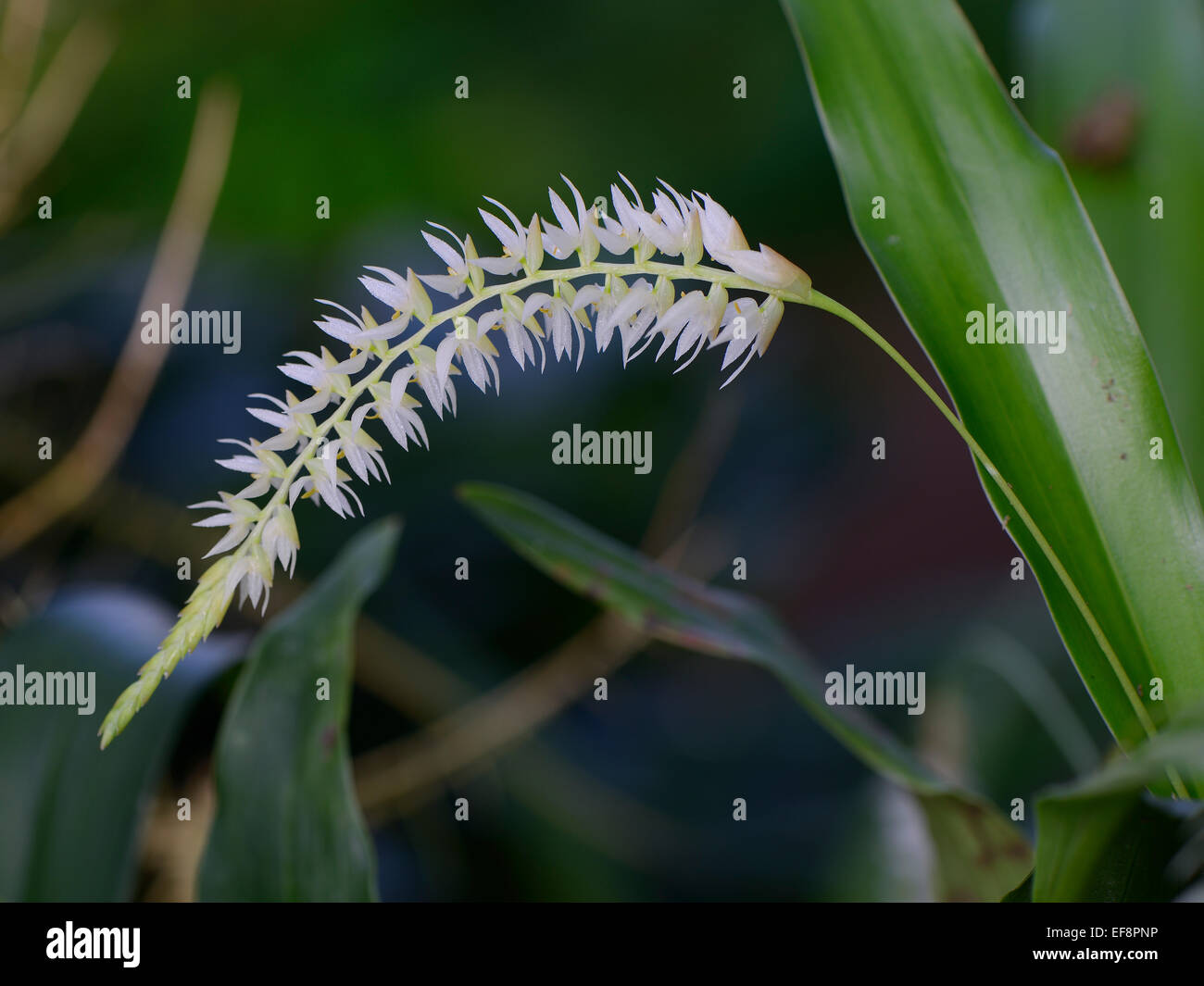 Hay-scented Orchid (Dendrochilum glumaceum) Stock Photo