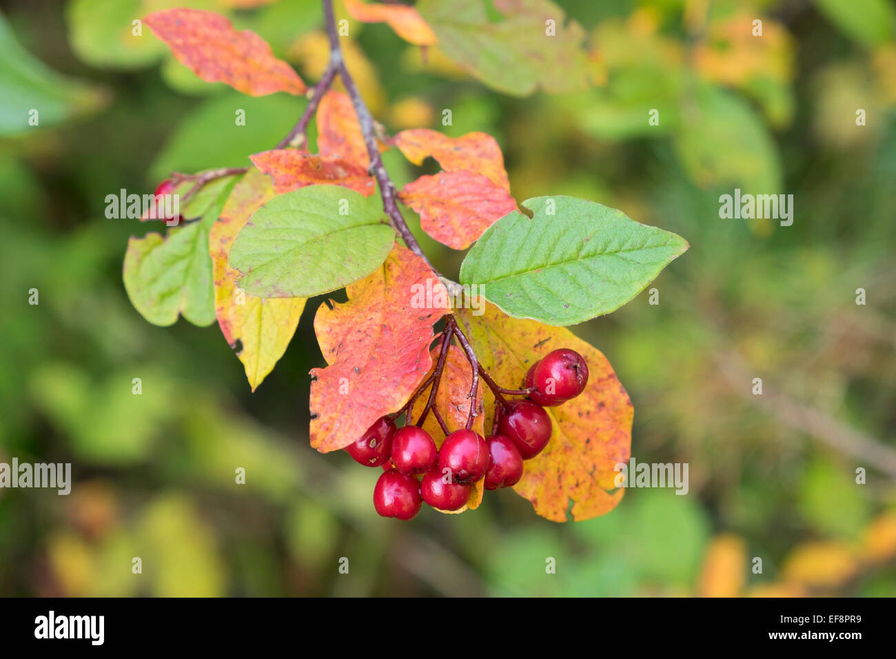 Berries on alder buckthorn (Frangula alnus), Bavaria, Germany Stock Photo