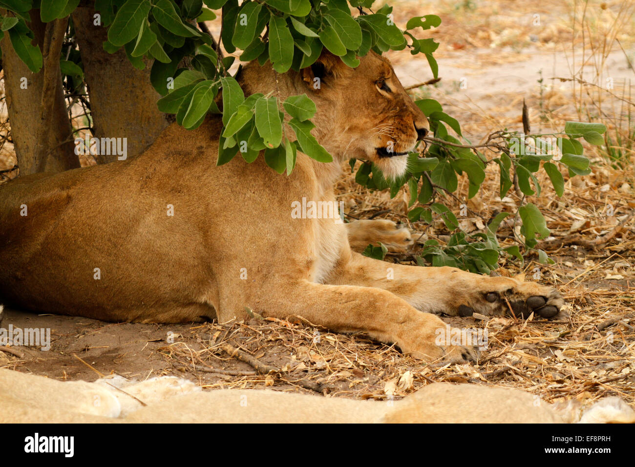 African Lions resting in the shade of a tree on the open plains big powerful cats Africa's top keystone predator Stock Photo