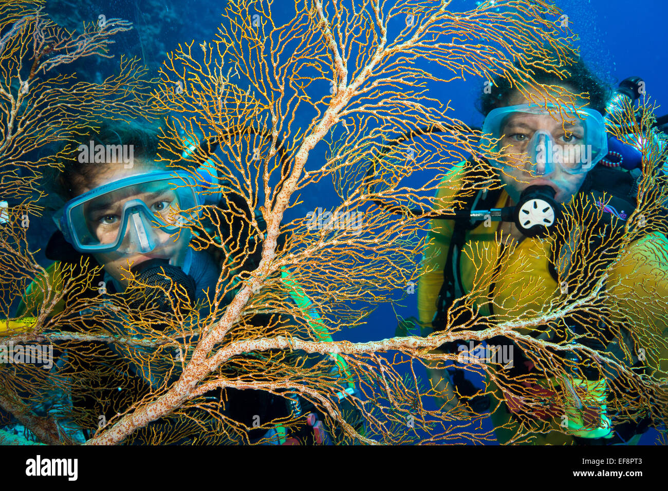Two divers behind Fan Coral (Melithaea sp.), Palau Stock Photo