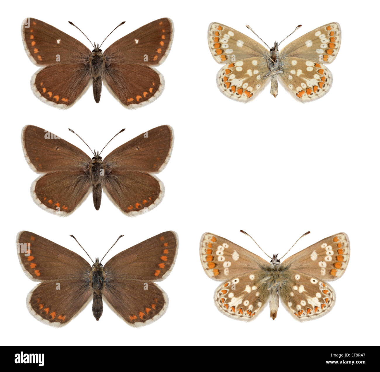 Northern Brown Argus - Aricia artexerxes - ssp. artaxerxes (top and middle row) -  ssp. salmacis = Durham Argus (bottom row). Stock Photo
