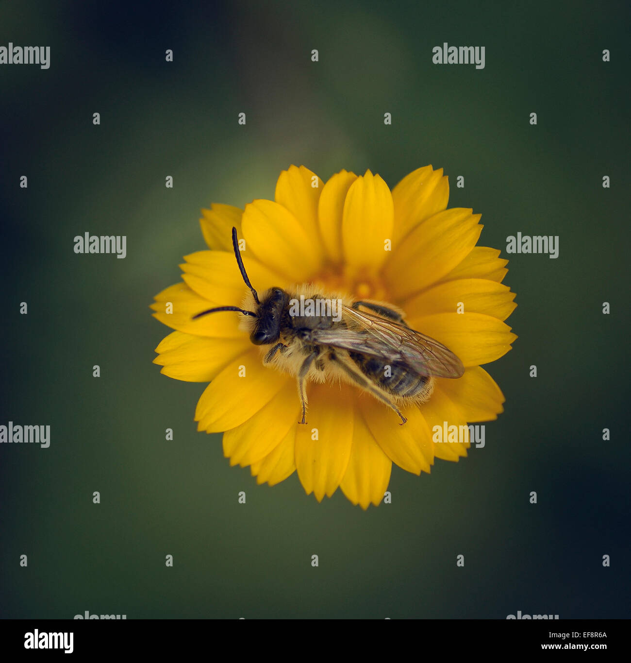 Spain, Andalucia, Granada, Loja, Worker bee pollinating yellow flower Stock Photo