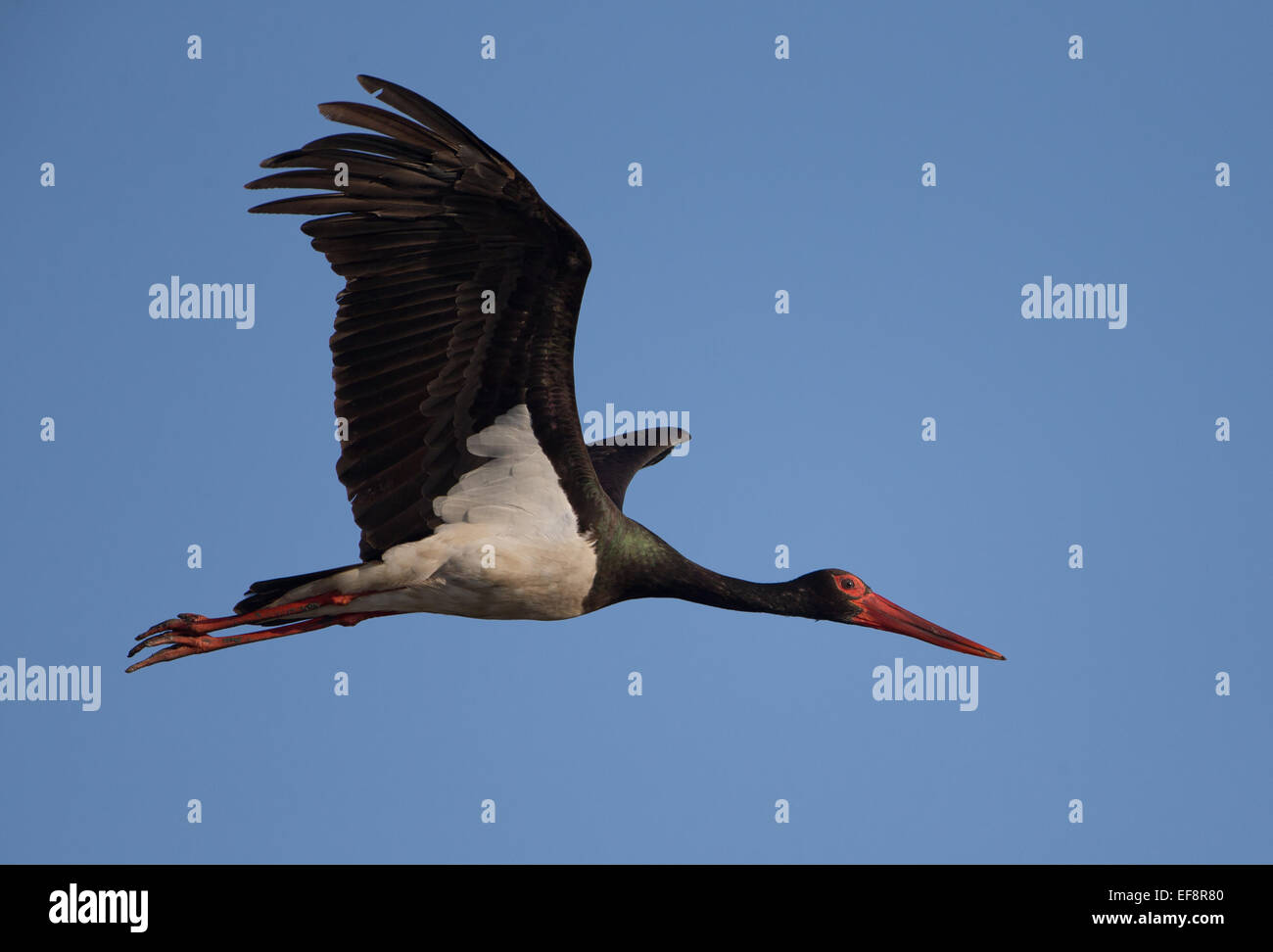 Black stork (Ciconia nigra) in flight Stock Photo