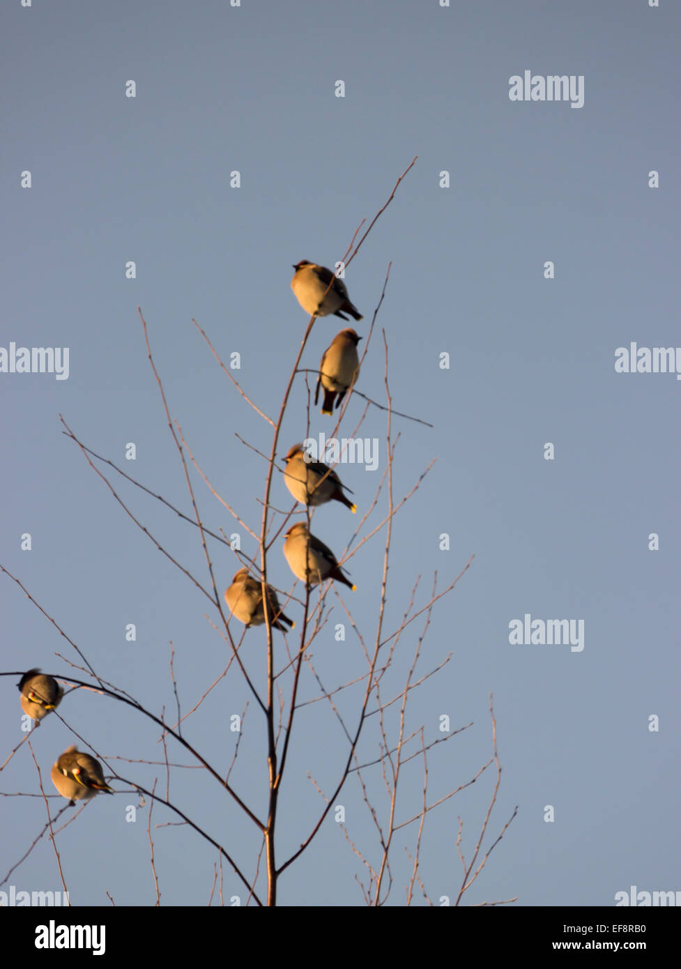 Birds in Birch Tree Stock Photo Alamy