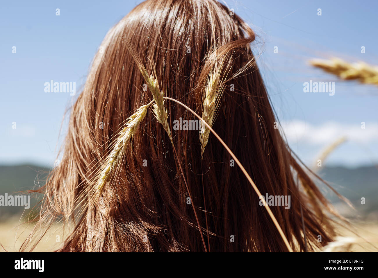 Rear view of young woman's head with ear of wheat Stock Photo