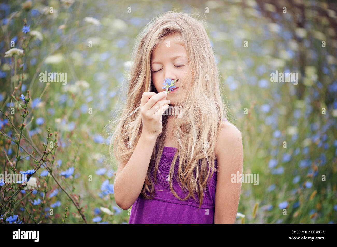 Portrait of young girl smelling flower (6-7) in chicory field Stock Photo