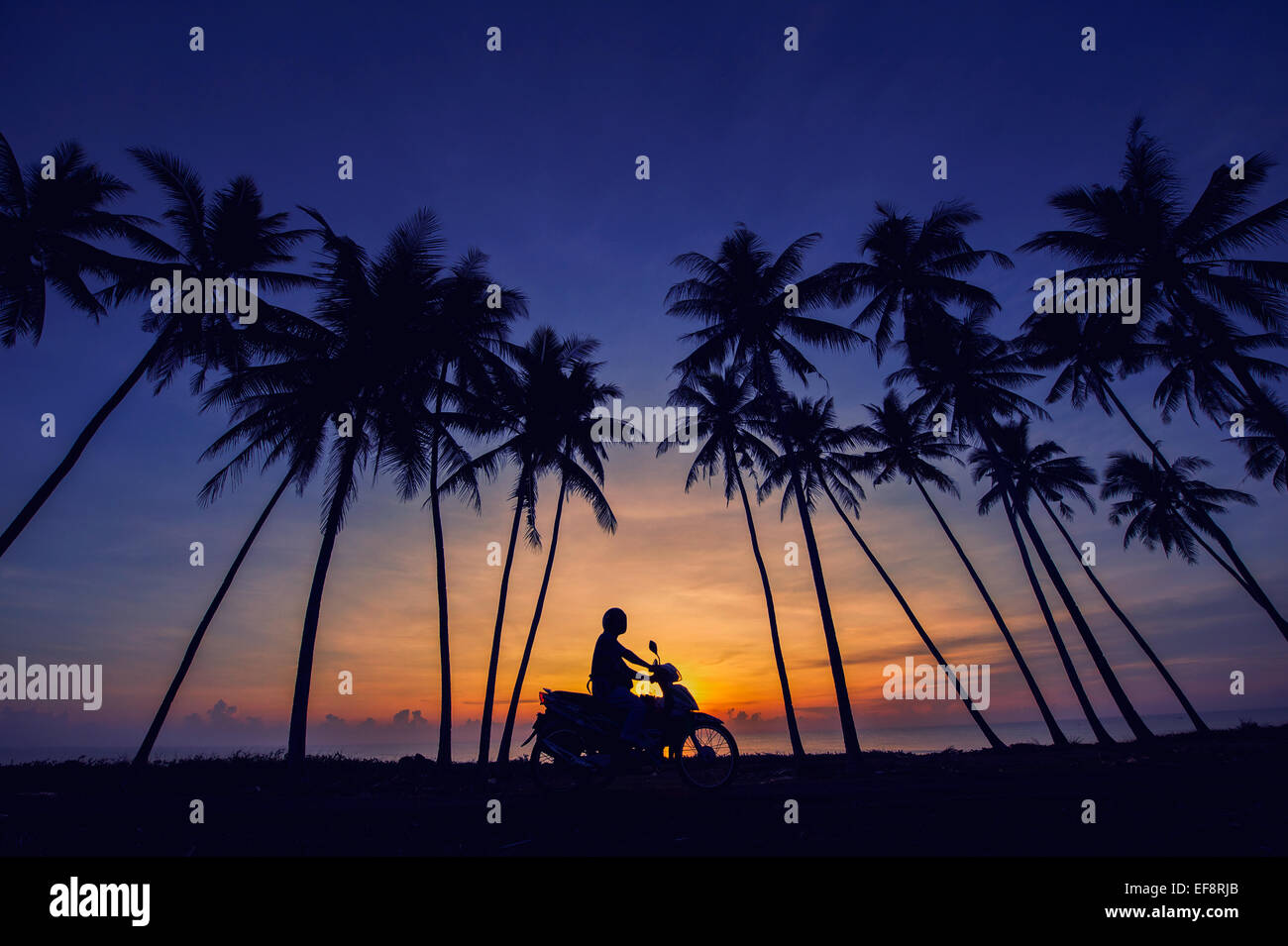 Malaysia, Terengganu, Kuala Terengganu, Motorcyclist riding under palm trees, silhouetted against dawn sky Stock Photo