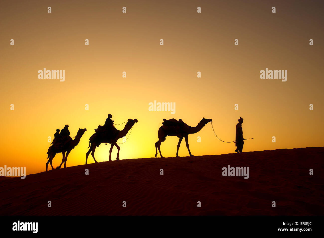Camel train walking in That Desert, Rajasthan, India Stock Photo
