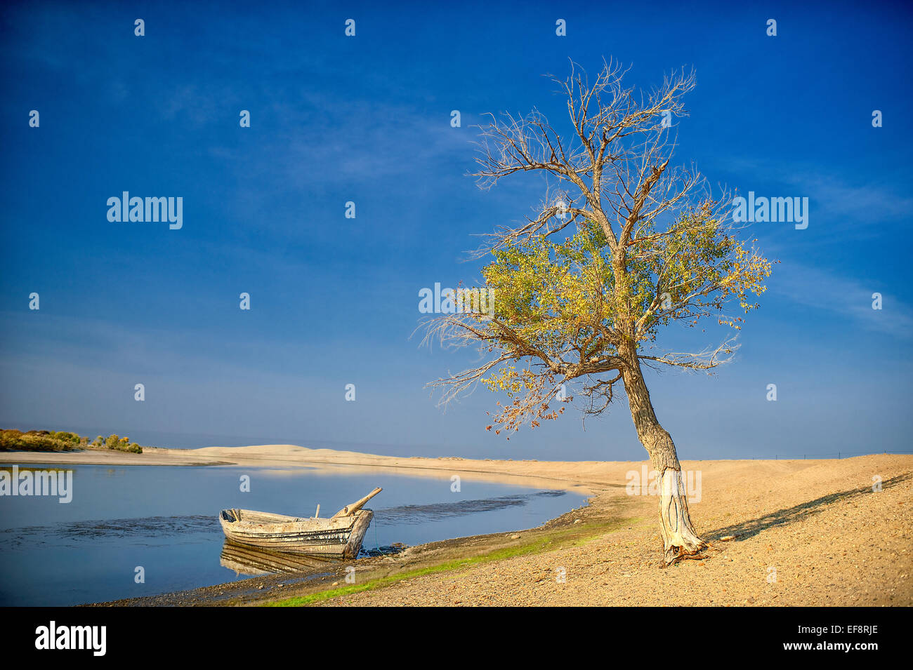 China, Xinjiang, Altay, Irtysh River, Rowboat and lone tree on shore of still lake Stock Photo