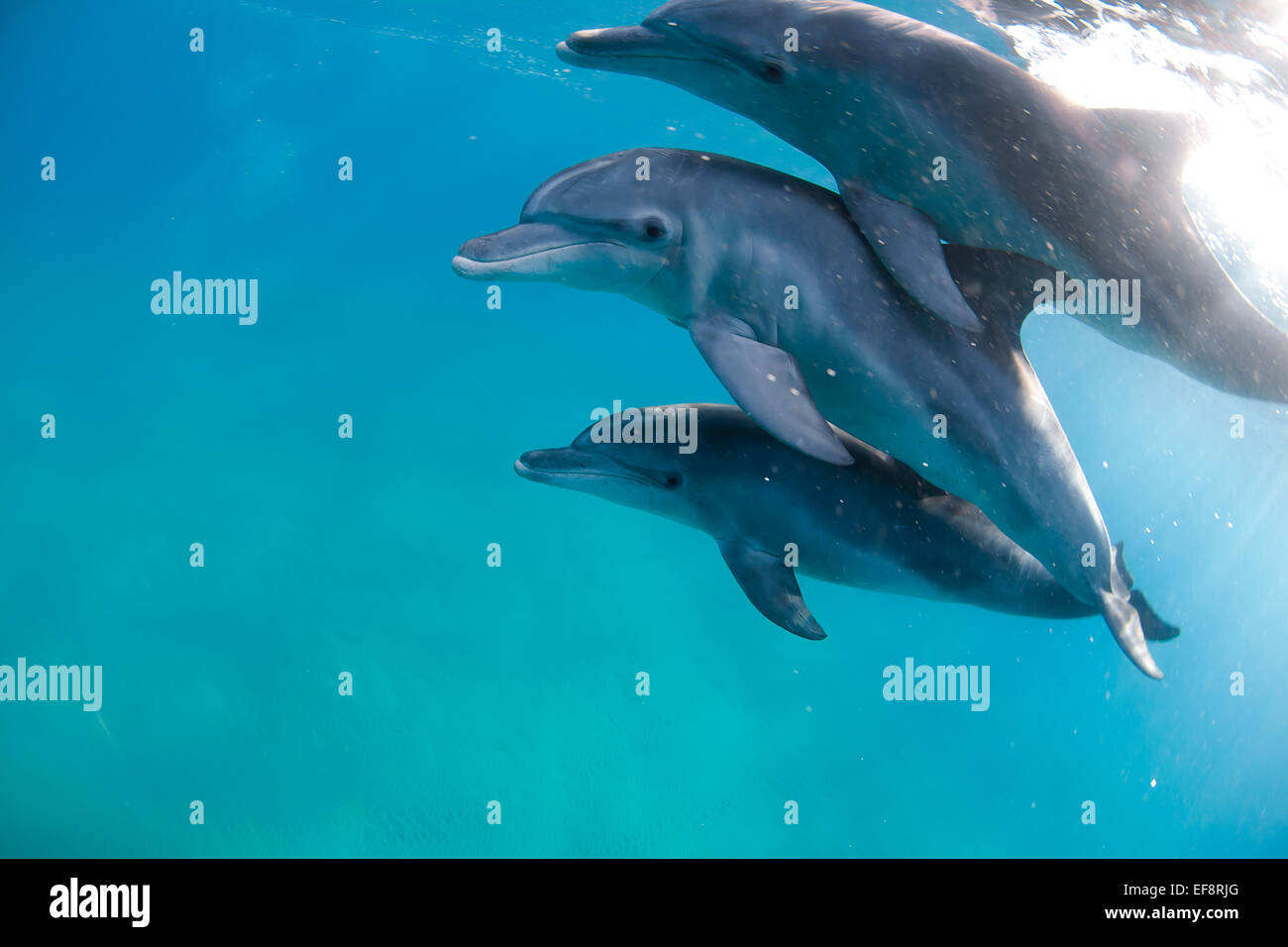 Mozambique, Ponta do Ouro, Three bottlenose dolphins in clear water Stock Photo