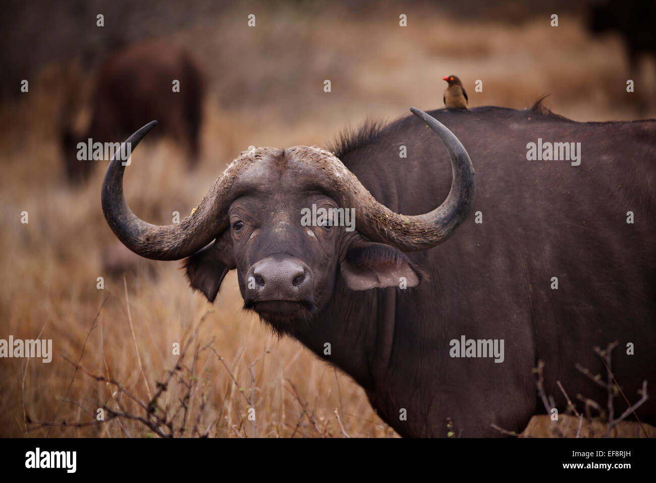 Serurubele Boutique Hotel (@serurubeleboutiquehotel) • Instagram photos and  videos, image size:1300x956