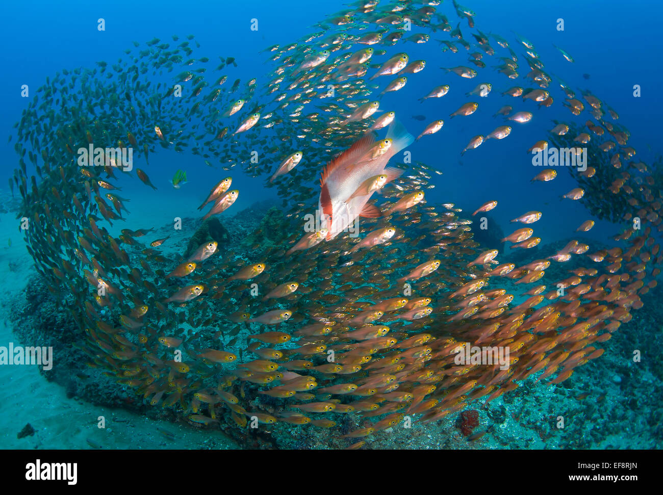 Mozambique, Ponta Mamoli, Emperor red snappers and golden sweepers schooling above ocean floor Stock Photo