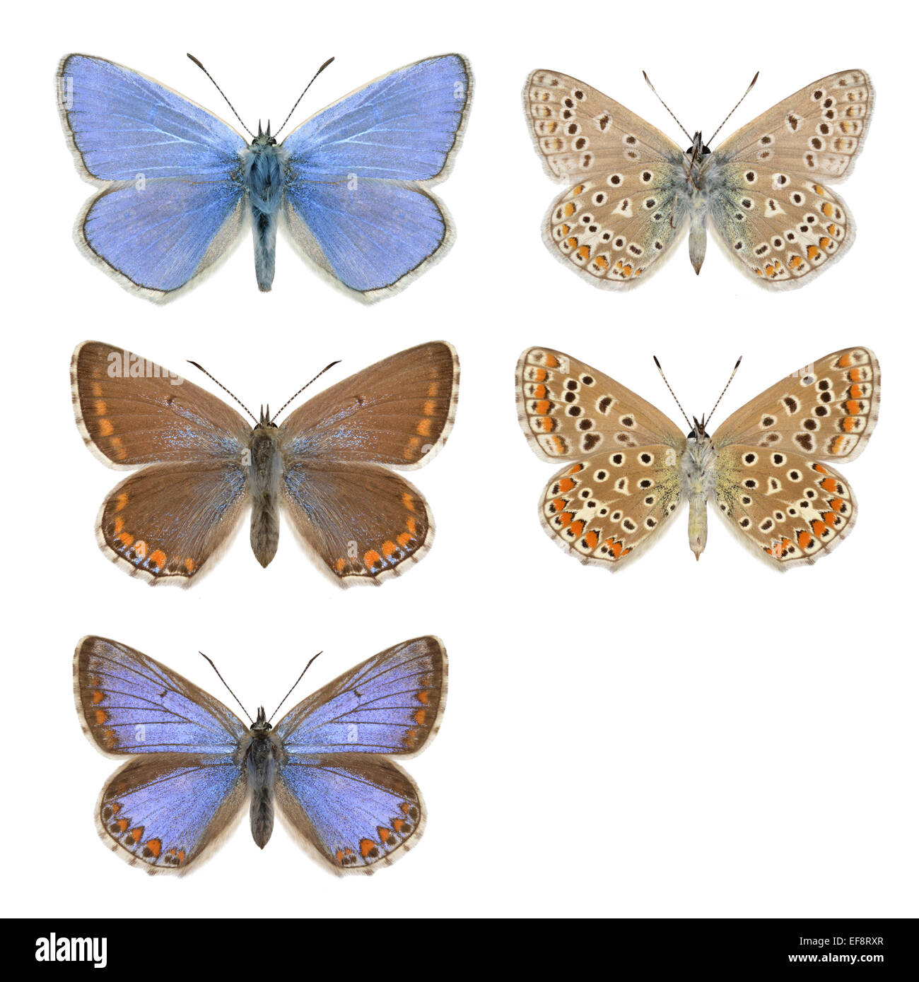 Common Blue - Polyommatus icarus - male (top row) - female (middle and bottom row). Stock Photo