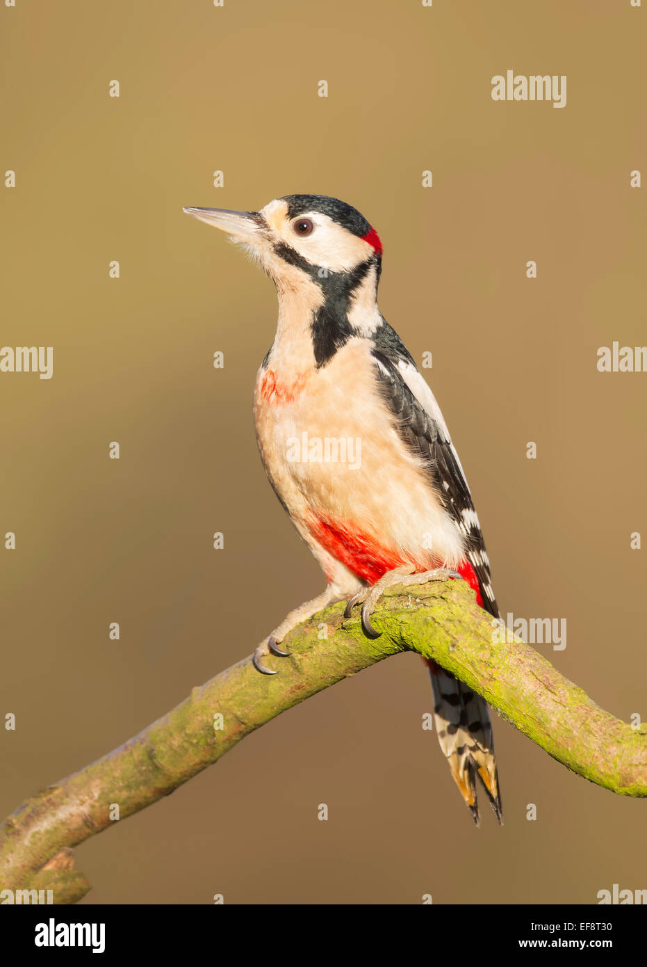 UK, Wild Great Spotted Woodpecker on branch Stock Photo