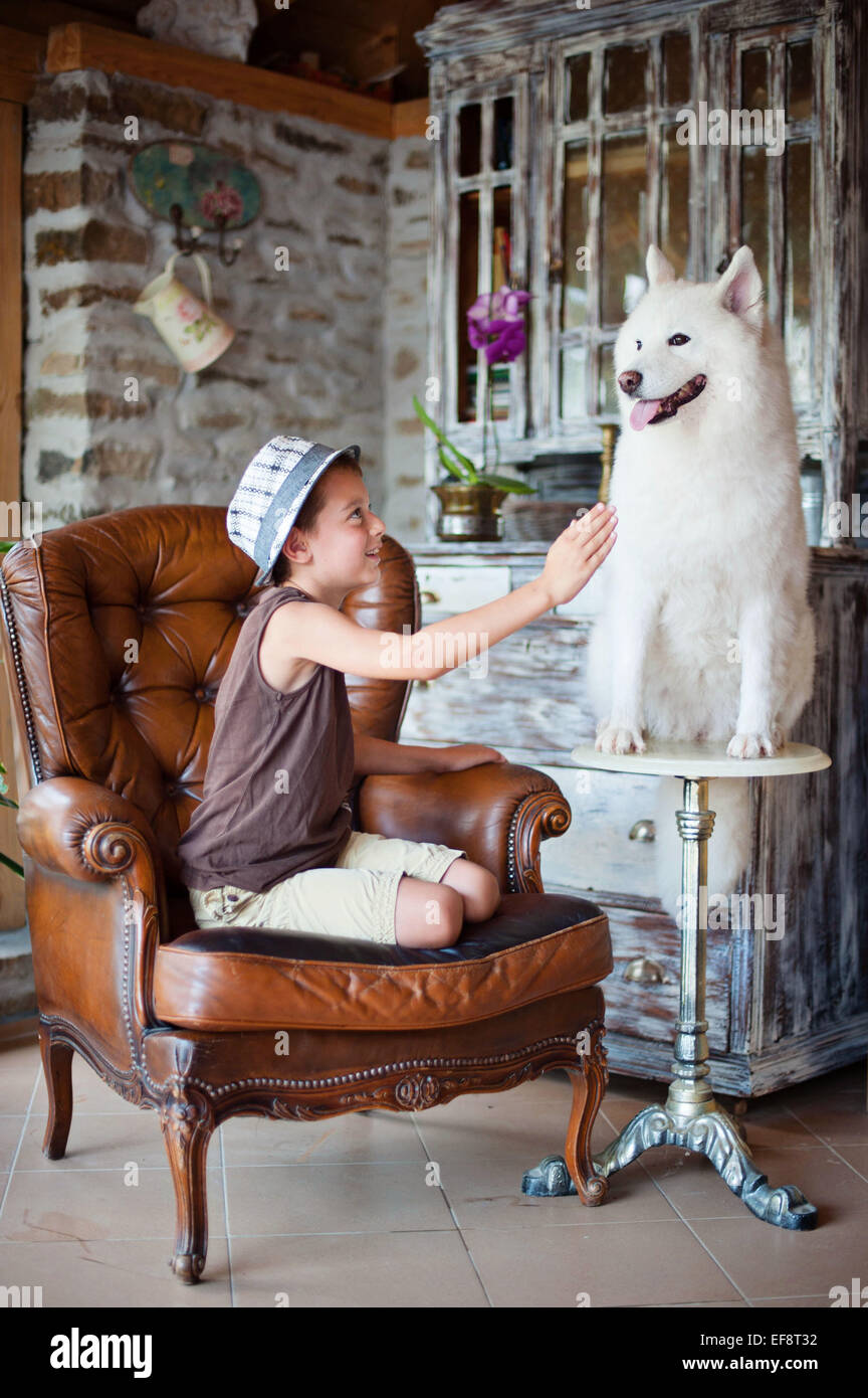 Boy (8-9) playing with samoyed dog Stock Photo