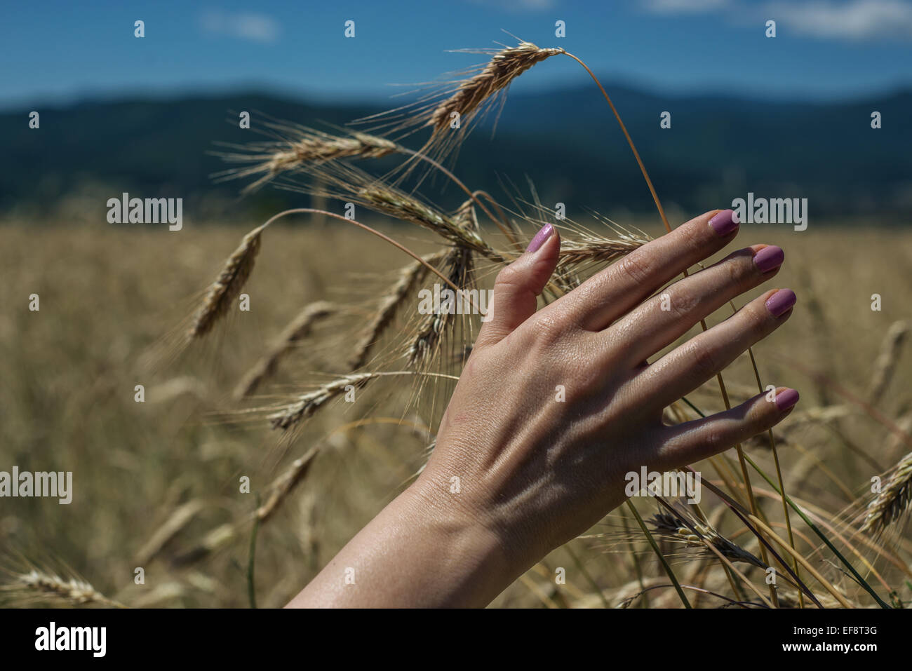 Woman's hand touching wheat in a wheat field Stock Photo - Alamy