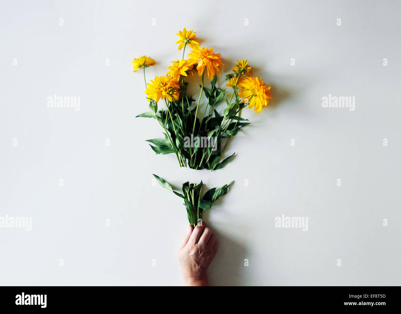 Human hand holding a broken bunch of flowers Stock Photo