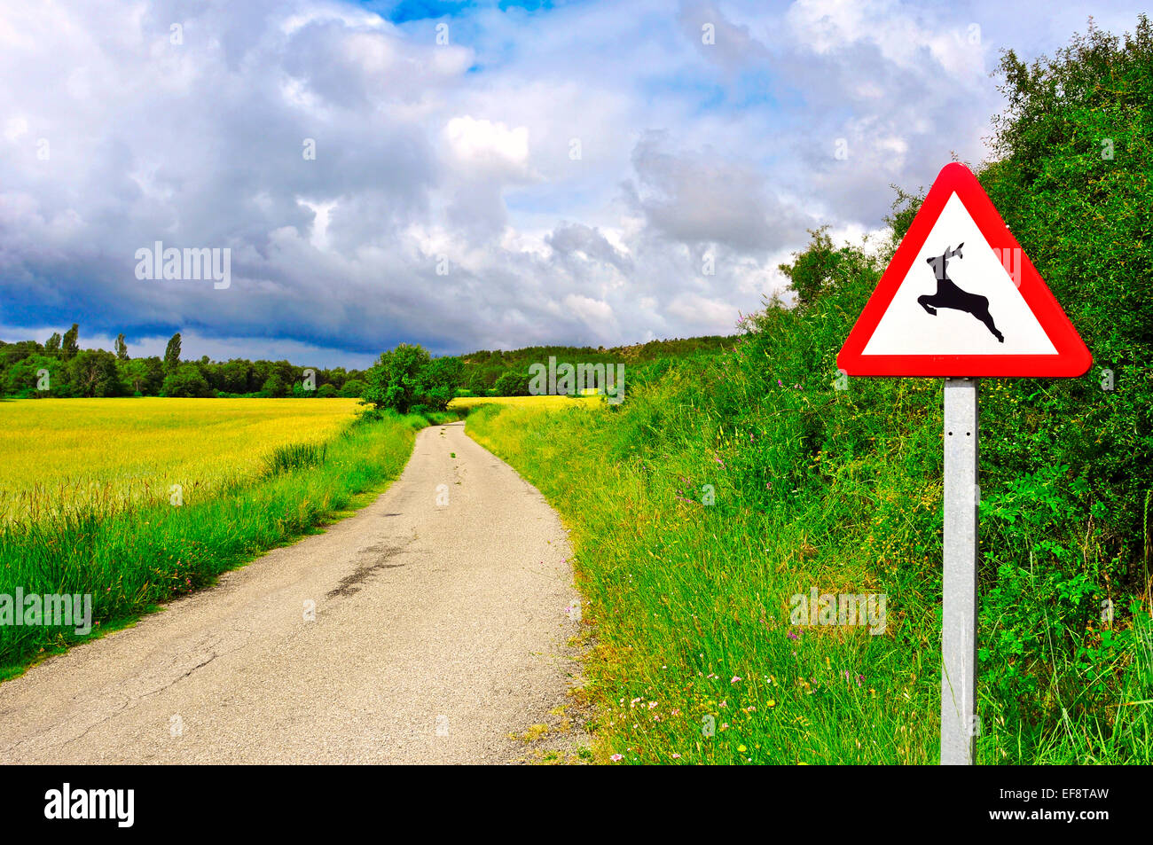 view of a rural road across a wheat field with mature spikes in the summer and a wild animals warning sign in Huesca, Spain Stock Photo