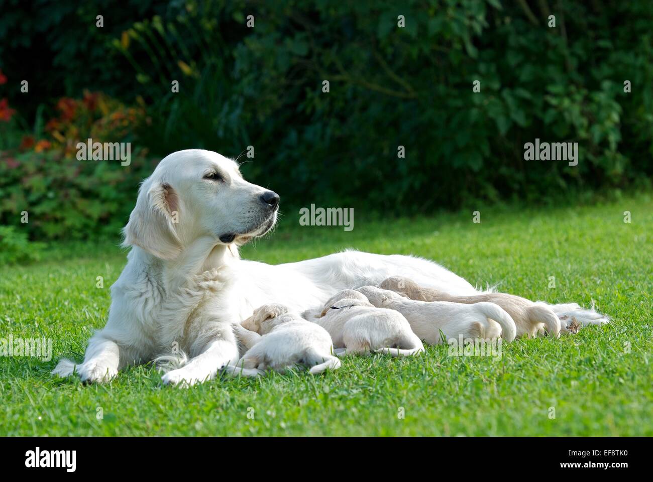 Golden Retriever dog nursing her puppies Stock Photo Alamy