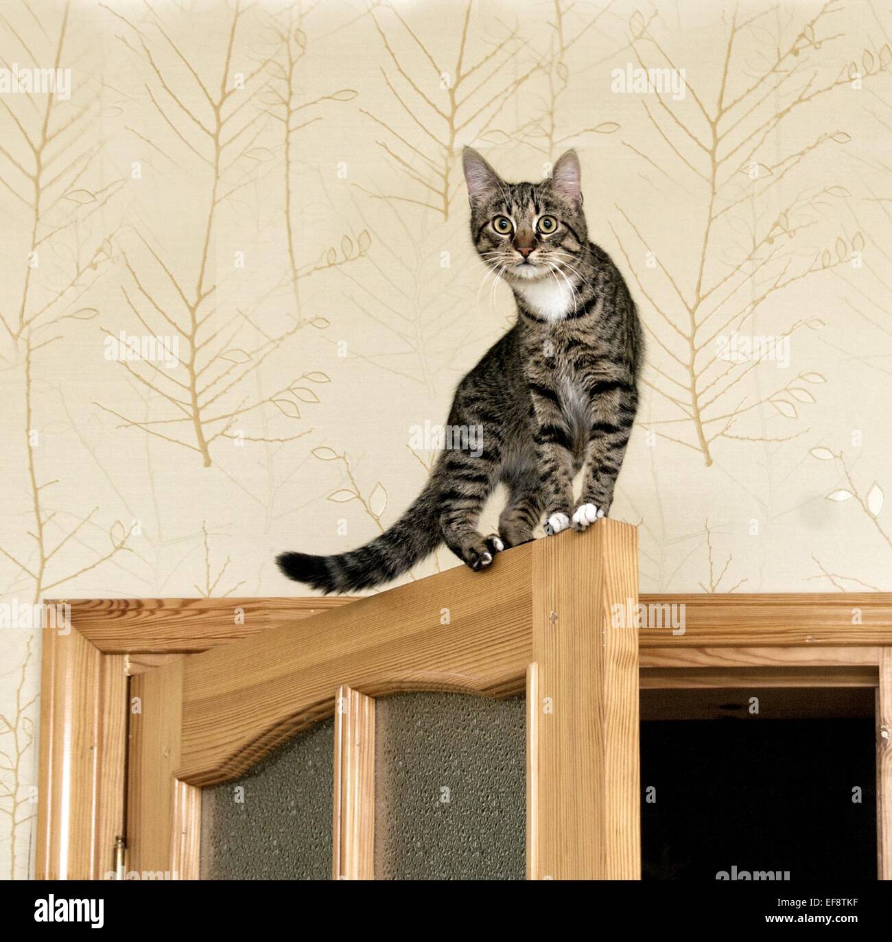 Cat on top of clearance door