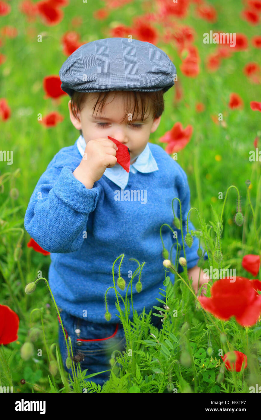 Little boy (2-3) standing in field and smelling poppy Stock Photo