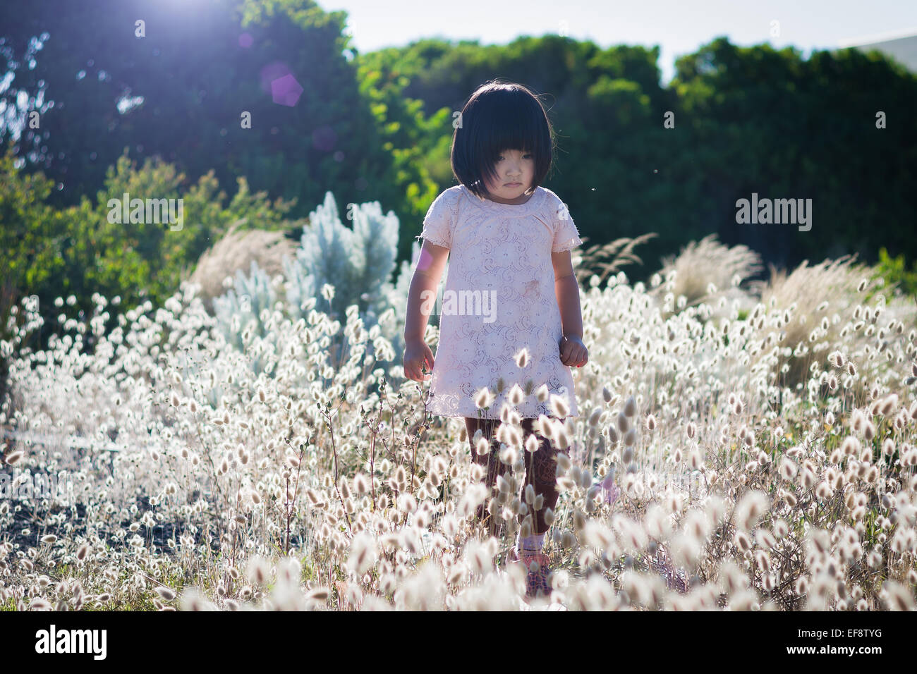 Small girl wearing white dress walking in field with high blossoming grass, trees in background Stock Photo