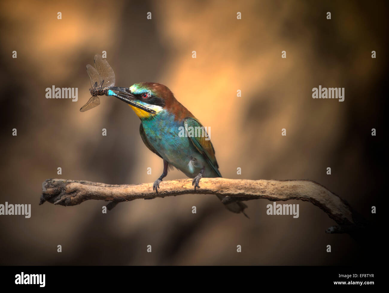 Spain, Navarra, Comunidad Foral de Navarra, Bee-eater perching on branch and holding insect Stock Photo