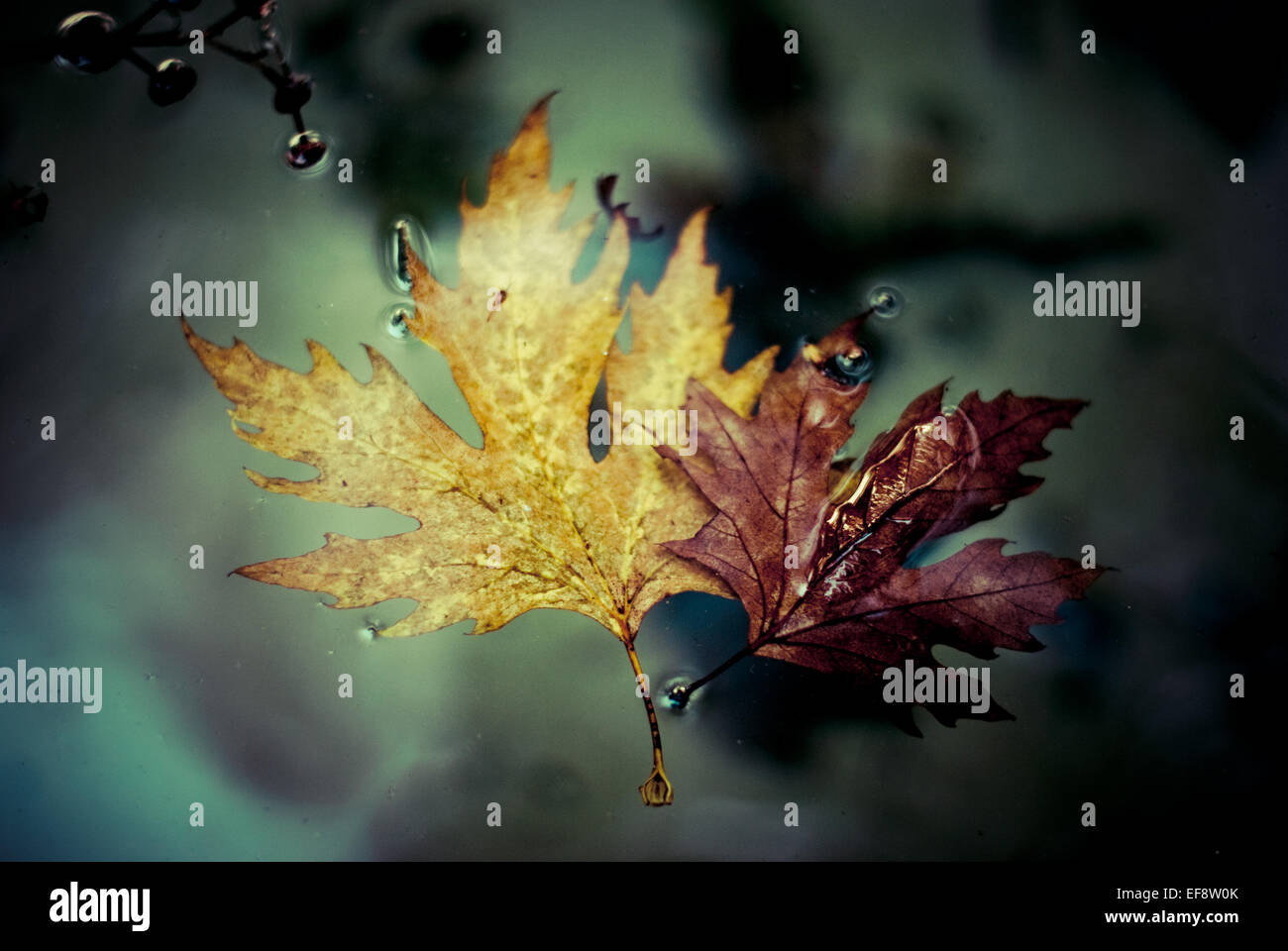 Close-up of autumn leaves floating on water Stock Photo - Alamy