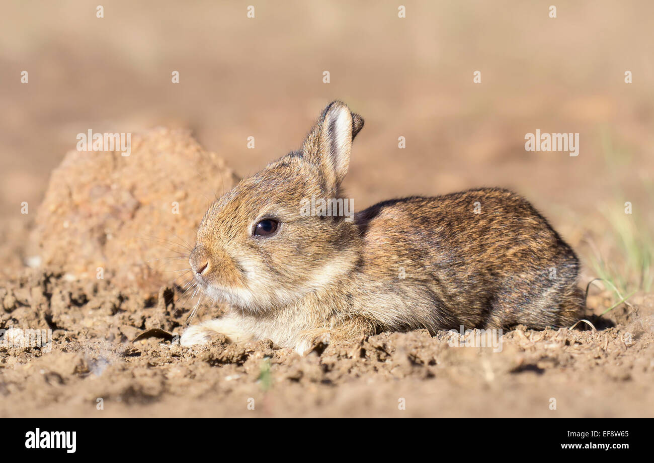 Australia, Victoria, Feral rabbit lying on dirt Stock Photo