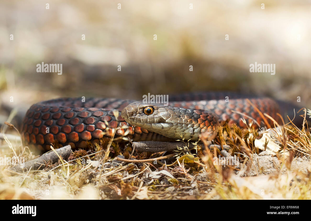 Copperhead Snake Poop