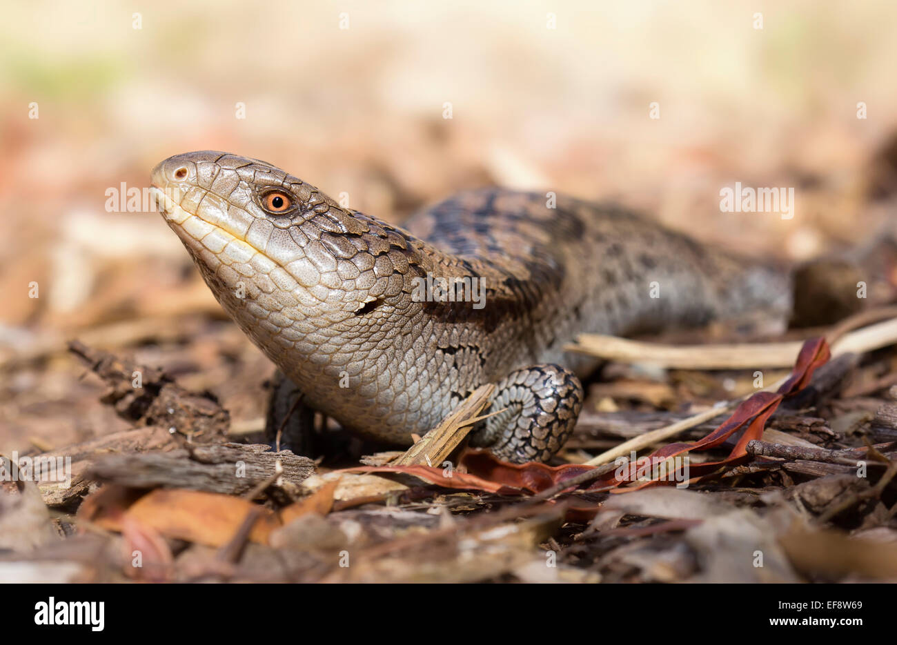 Australia, Blotched blue-tongue lizard crawling on ground Stock Photo