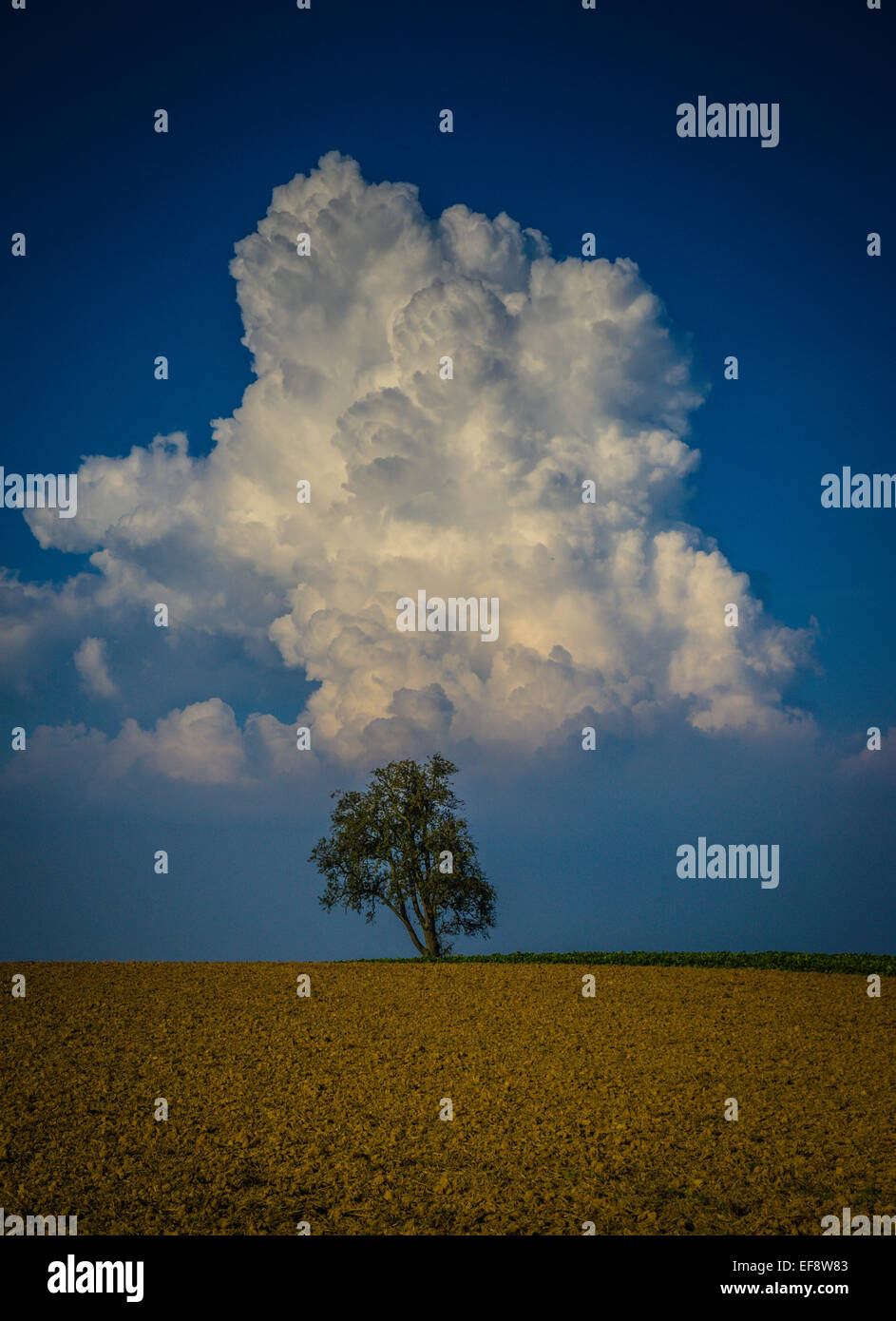 Lone tree in a ploughed field, Neckarsulm, Obereisesheim, Baden-Wurttemberg, Germany Stock Photo