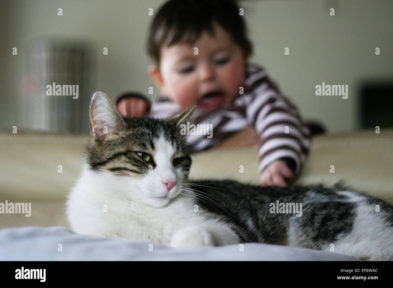 Baby boy playing with a cat's tail Stock Photo