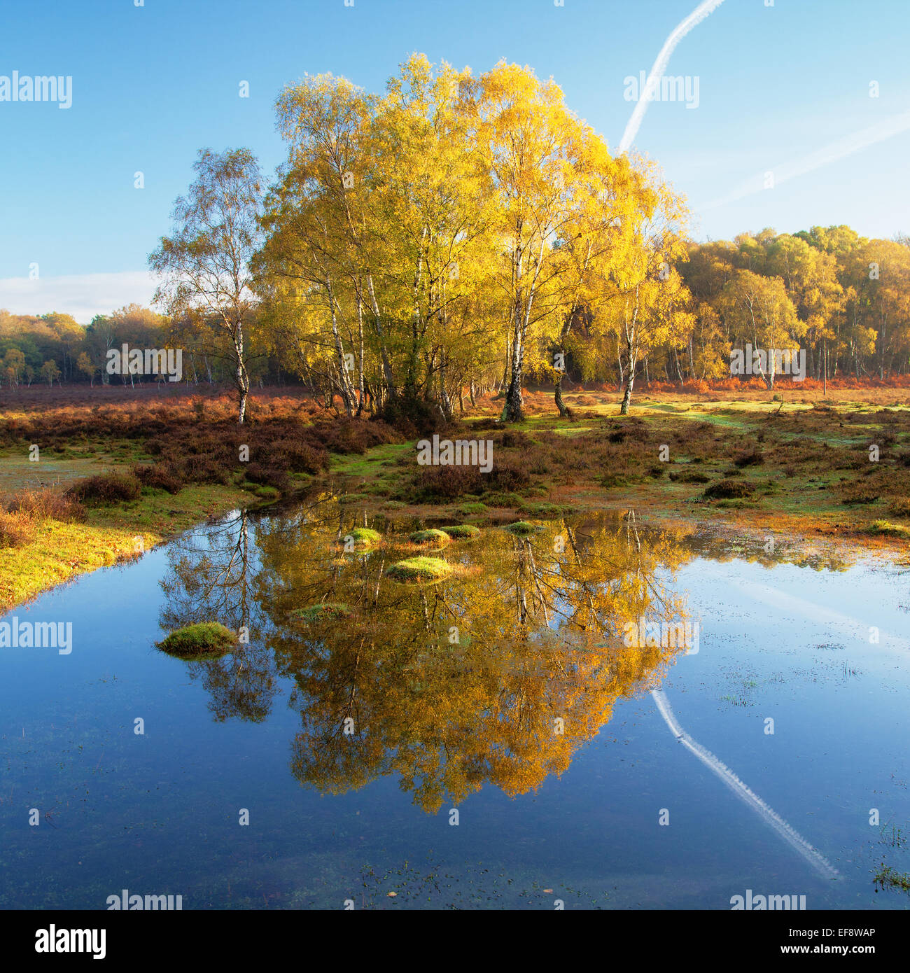 New england trees hi-res stock photography and images - Alamy