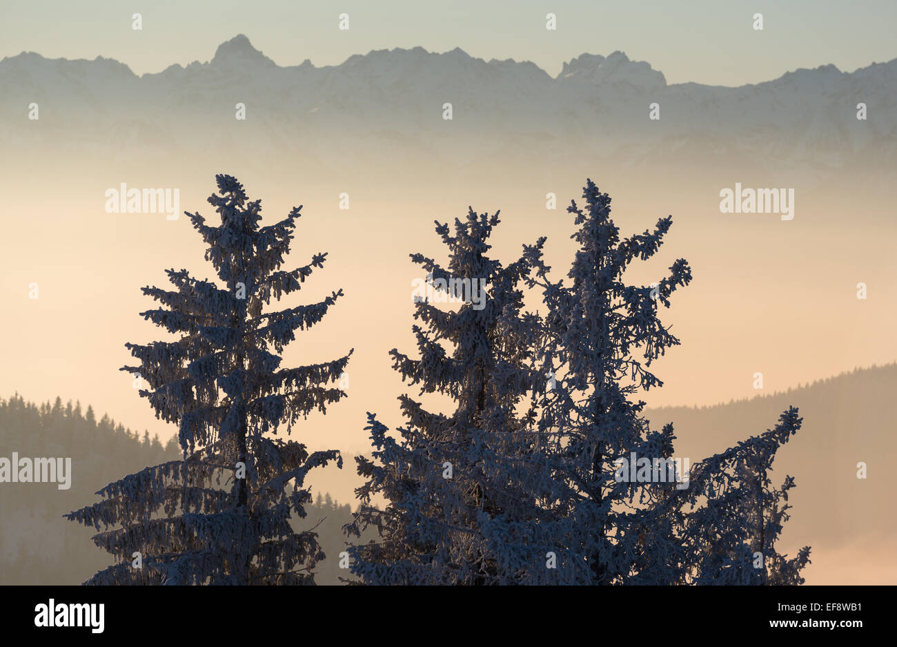 Switzerland, Appenzell Ausserrhoden, Trees in wintertime Stock Photo