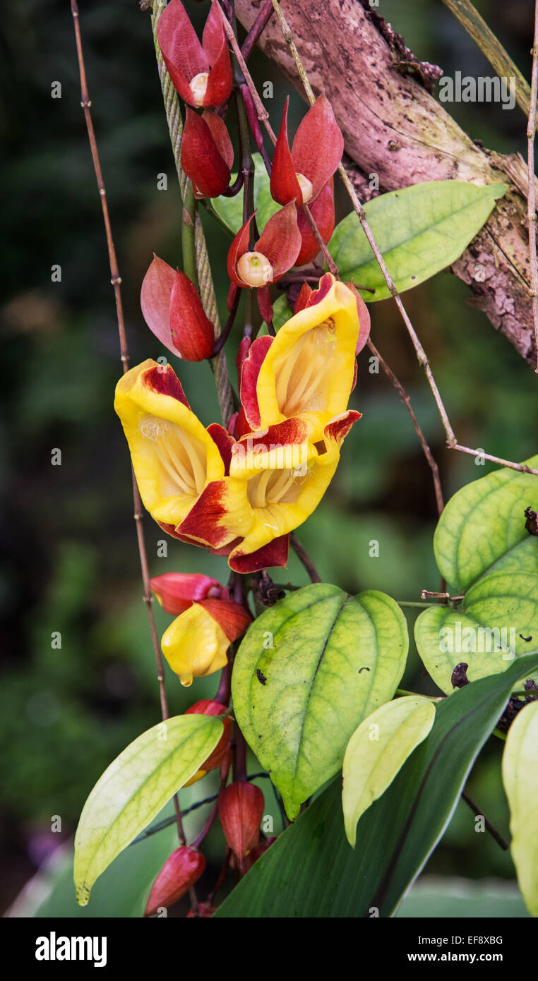 red and yellow tropical flowers natural background jungle theme