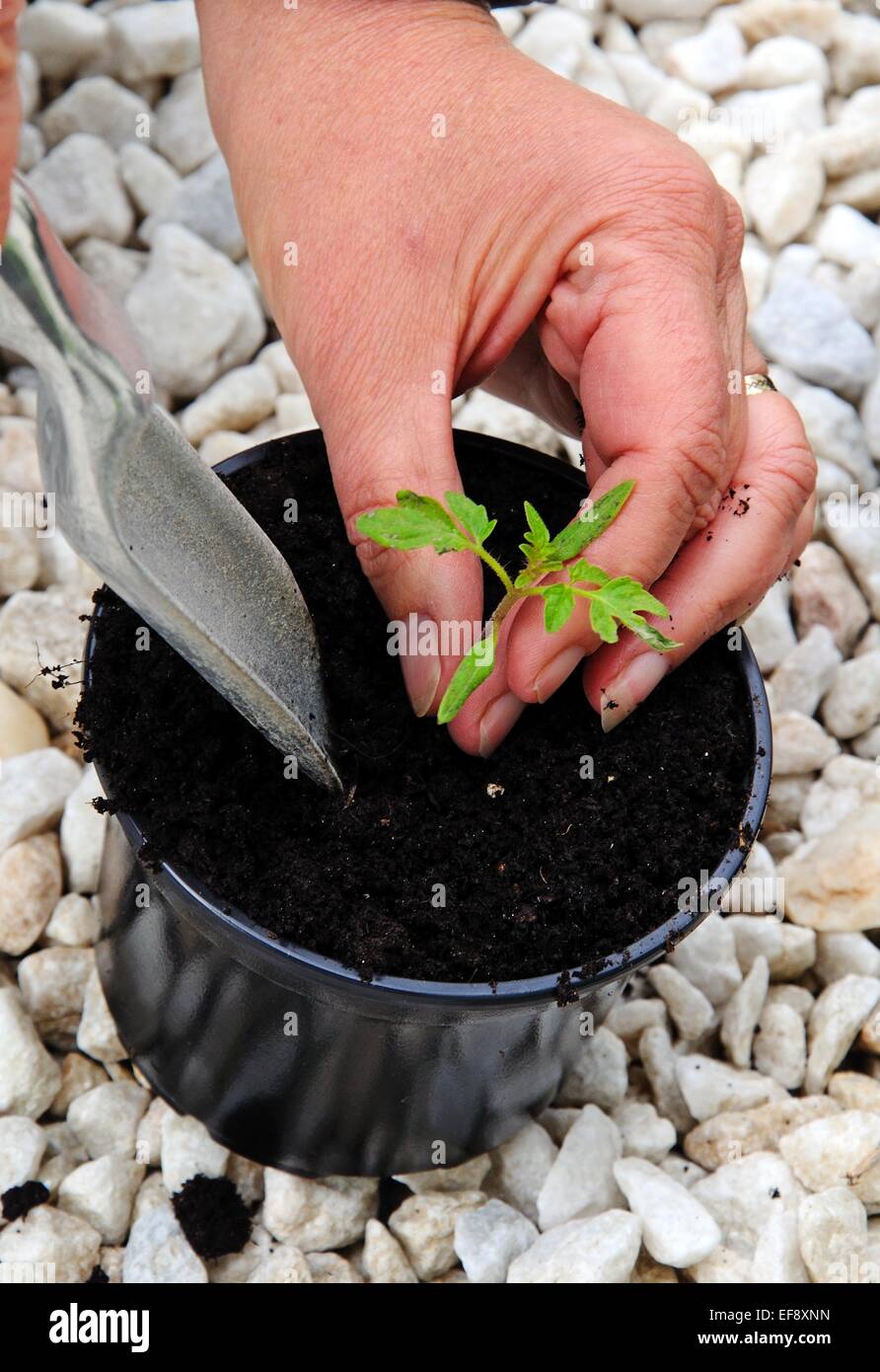 Potting Ailsa Craig tomato seedling. Stock Photo