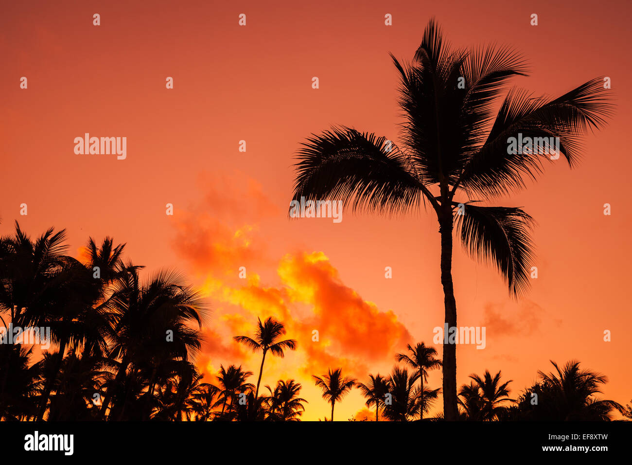 Coconut palm trees silhouettes over bright red sky. Natural photo background Stock Photo