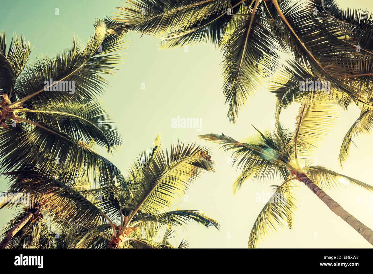 Coconut palm trees over bright sky background. Vintage style. Toned photo with filter effect Stock Photo