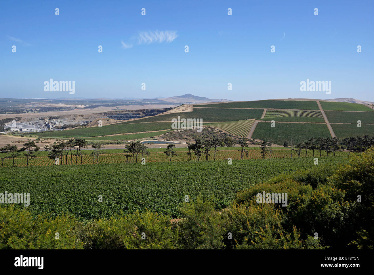 The view from Durbanville Hills wine farm with the vineyards in the