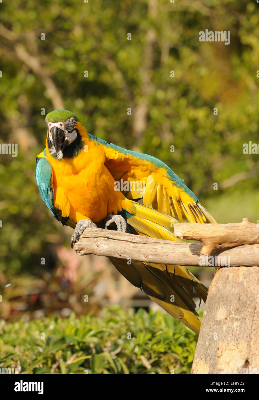 Colorfl macaw parrot dancing on a stick Stock Photo Alamy