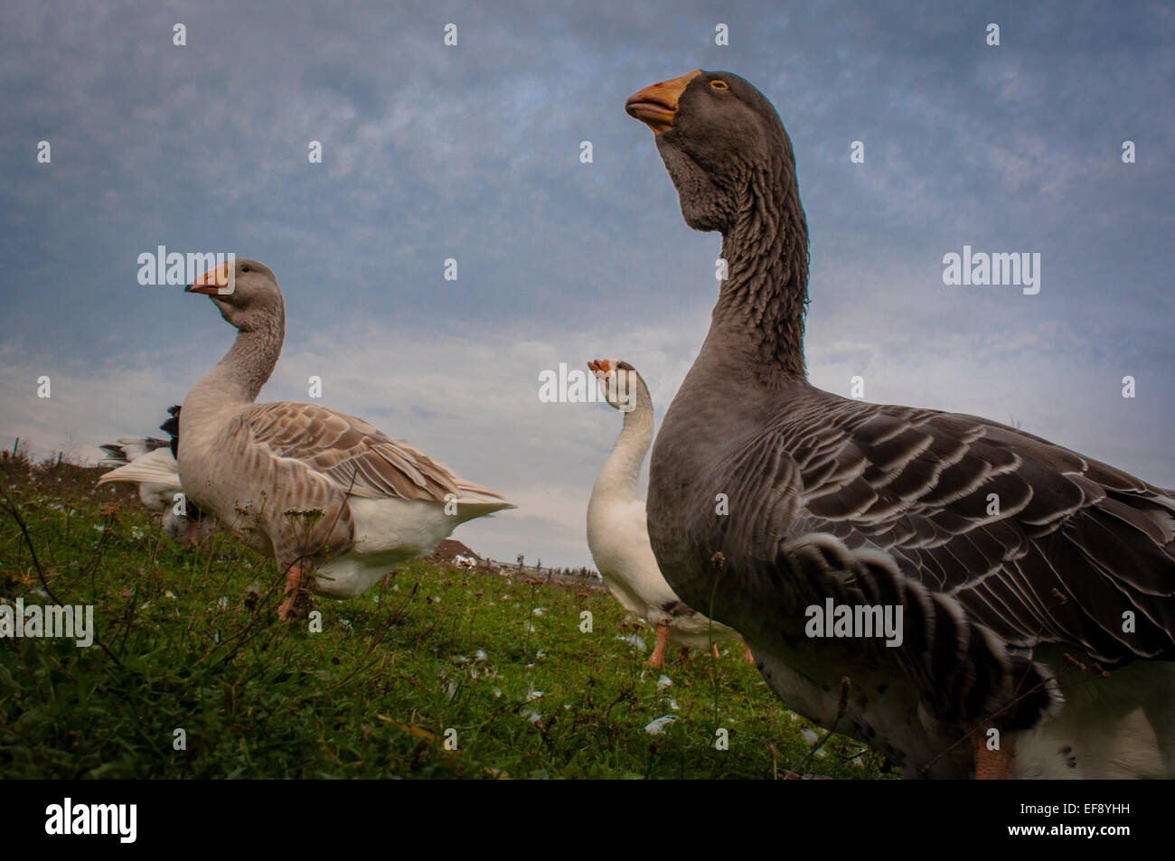 Small group of wild geese walking on grass Stock Photo