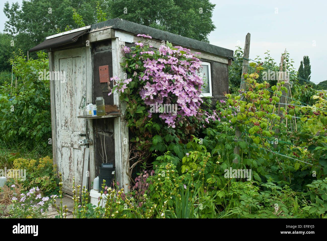 Attractive old allotment shed with pink clematis montana, flowers and fruit growing, in summer. Stock Photo